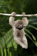 Image result for Sloth Walking