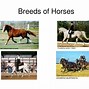 Image result for Horse Breeds around the World