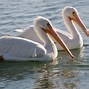 Image result for Winter Pelicans
