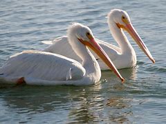 Image result for Pictures of Pelicans Birds