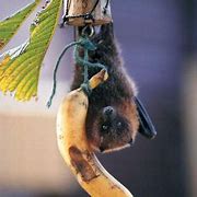 Image result for Rodrigues Fruit Bat