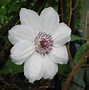 Image result for Clematis Mrs George Jackman
