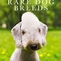 Image result for World's Rarest Dogs