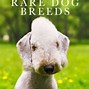 Image result for New Rare Dog Breeds