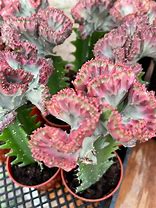 Image result for Coral Cactus Plant