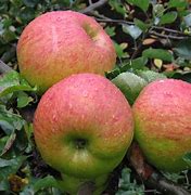 Image result for Popular Apple Varieties