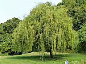 Image result for Curly Weeping Willow Tree