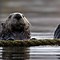 Image result for Sea Otter Facts