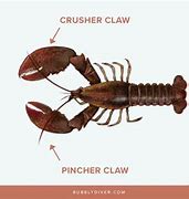 Image result for Lobster Claw Parts