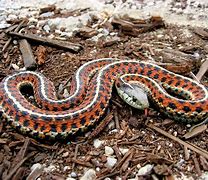 Image result for Chinese Zodiac Snake