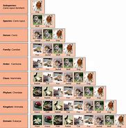 Image result for Foregin Animals