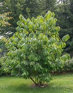 Image result for Asimina triloba Overlese