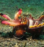 Image result for Most Dangerous Ocean Animals