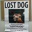 Image result for Funny Lost Dog Flyer