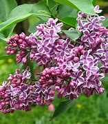 Image result for Syringa vulgaris Sensation