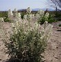 Image result for Arizona Desert Wildflowers