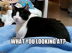 Image result for What Are You Looking At
