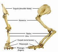 Image result for Bear Leg Bones