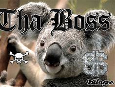 Image result for Gangster Koala