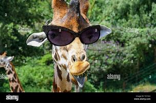 Image result for Funny Alamy
