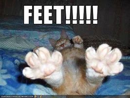 Image result for Cat Toes Meme