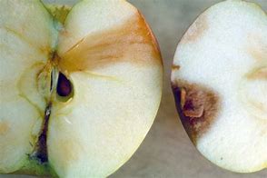Image result for Rotten Cut Apple