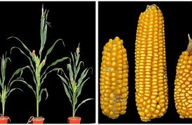 Image result for Maize Heterosis