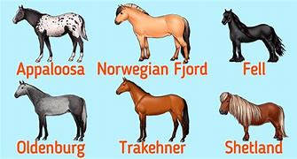 Image result for Dressage Horse Breeds