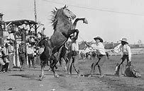 Image result for Wild Horse Racing