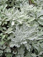 Image result for Artemisia stelleriana Boughton Silver