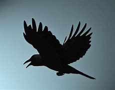 Image result for as the crow flies