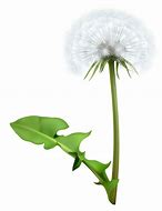 Image result for Dandelion Puff and Flowers Clip Art