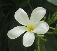 Image result for Jasmine Flower Wallpaper