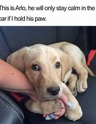 Image result for Happy Birthday Meme Cute Puppy