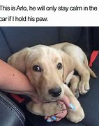 Image result for Rescue Dogs Are the Best Meme