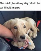 Image result for Funny Looking Animals Memes