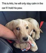 Image result for Cute Dog Pics with Memes