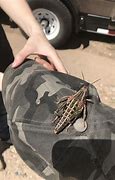 Image result for Largest Grasshopper in USA