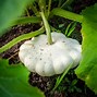 Image result for Bell-Shaped Squash