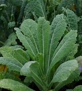 Image result for Brassica ol. var. laciniata Roter Grunkohl