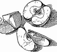 Image result for Sliced Apple Drawing