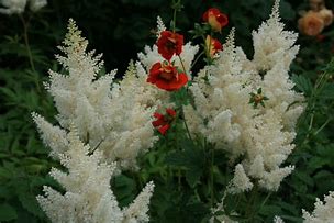 Image result for Astilbe arendsii Weisse Gloria