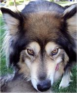Image result for Giant Malamute Wolf Hybrid