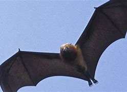 Image result for Giant Bat Found