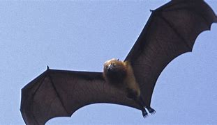 Image result for Goliath Bat