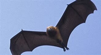 Image result for Biggest Bat