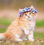 Image result for Cute Fuzzy Kittens