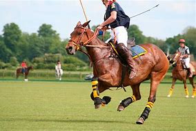 Image result for Polo Horse