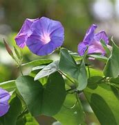 Image result for Ipomoea Morning Glory