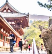 Image result for nara japanese